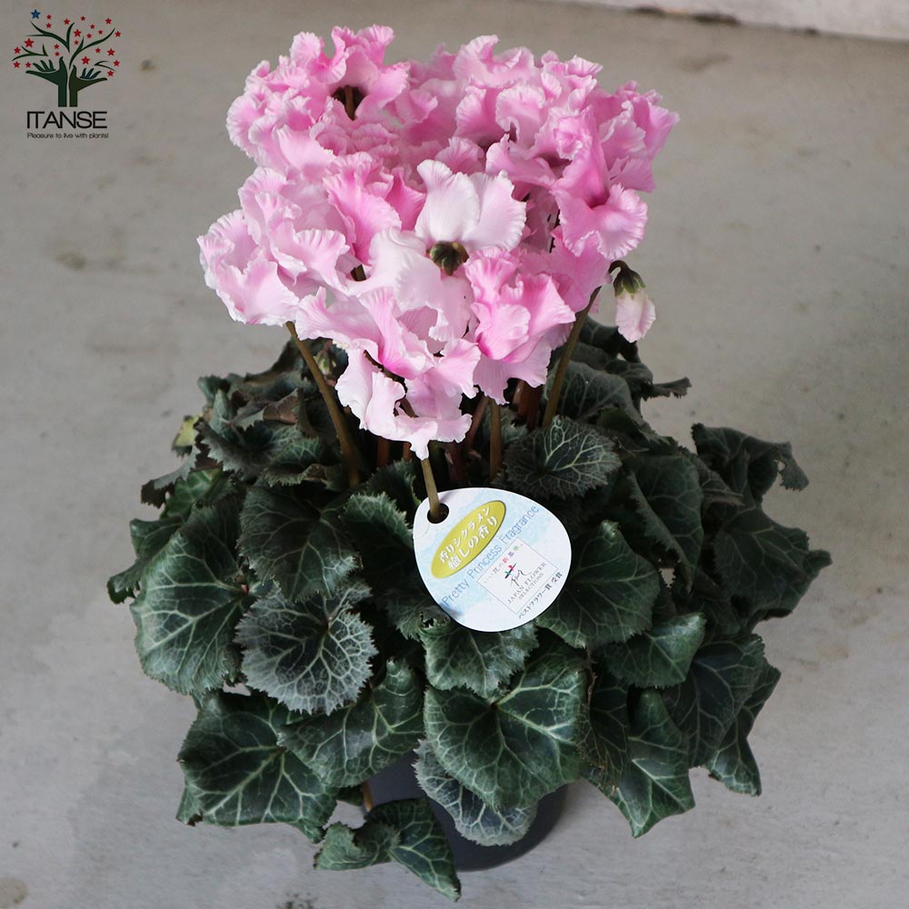 シクラメン・プリティ・プリンセス・フレグランス ピンク【花苗 5号 底面給水鉢 開花株／1個売り】