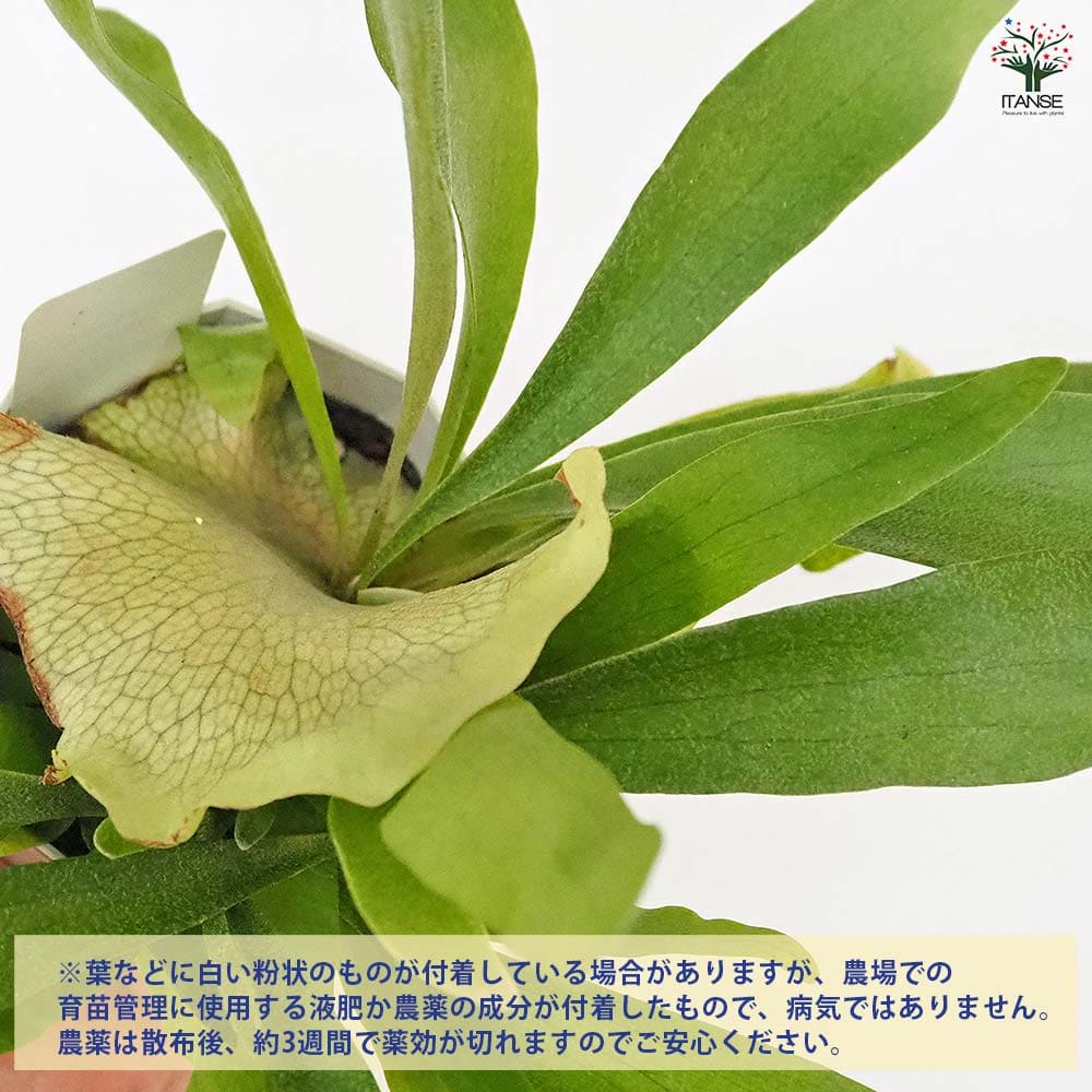 ビカクシダ(コウモリラン) ネザーランド 【観葉植物 4号】