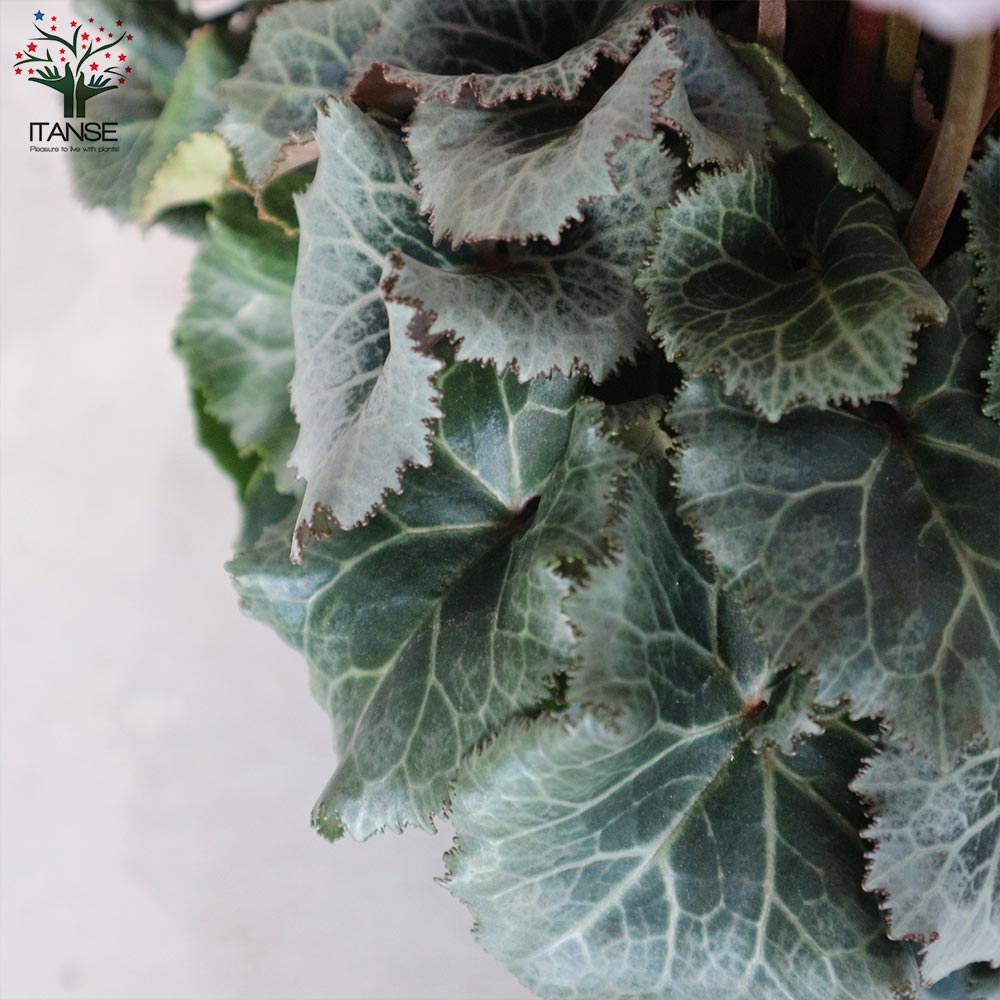 シクラメン・プリティ・プリンセス・フレグランス ピンク【花苗 5号 底面給水鉢 開花株／1個売り】