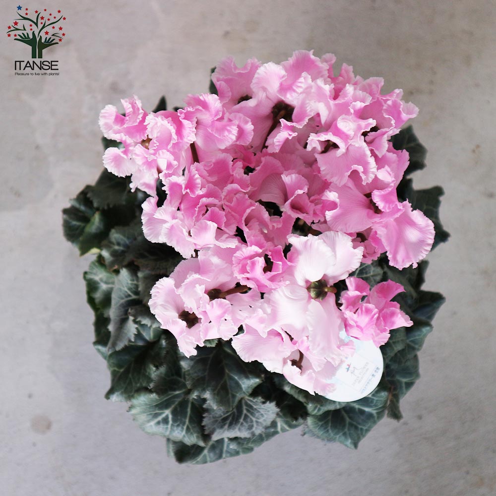 シクラメン・プリティ・プリンセス・フレグランス ピンク【花苗 5号 底面給水鉢 開花株／1個売り】