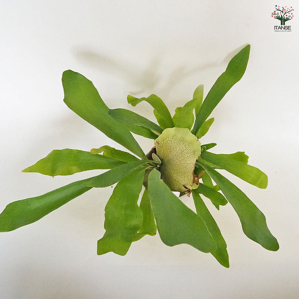 ビカクシダ(コウモリラン) ネザーランド 【観葉植物 4号