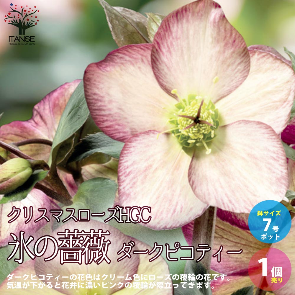 クリスマスローズ HGC IceN'roses 氷の薔薇 ダークピコティー【花苗 7号ポット大苗／1個売り】