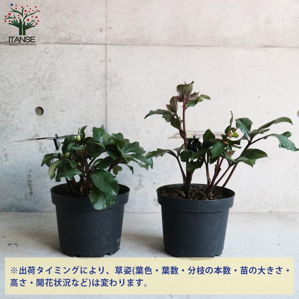 クリスマスローズ HGC IceN'roses 氷の薔薇 ダークピコティー【花苗 7号ポット大苗／1個売り】