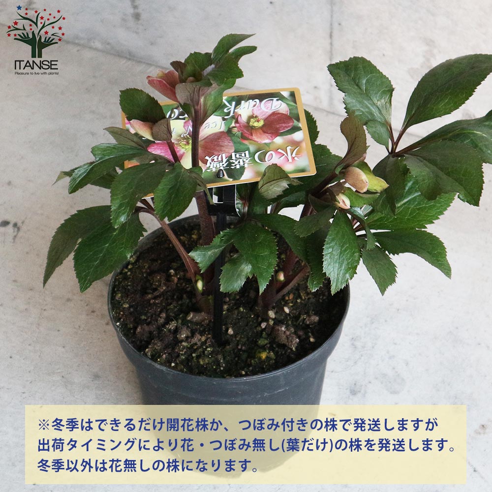 クリスマスローズ HGC IceN'roses 氷の薔薇 ダークピコティー【花苗 7号ポット大苗／1個売り】