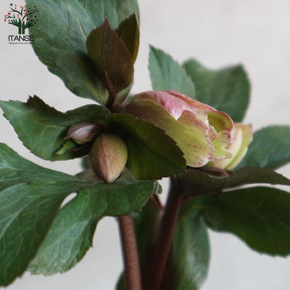 クリスマスローズ HGC IceN'roses 氷の薔薇 ダークピコティー【花苗 7号ポット大苗／1個売り】