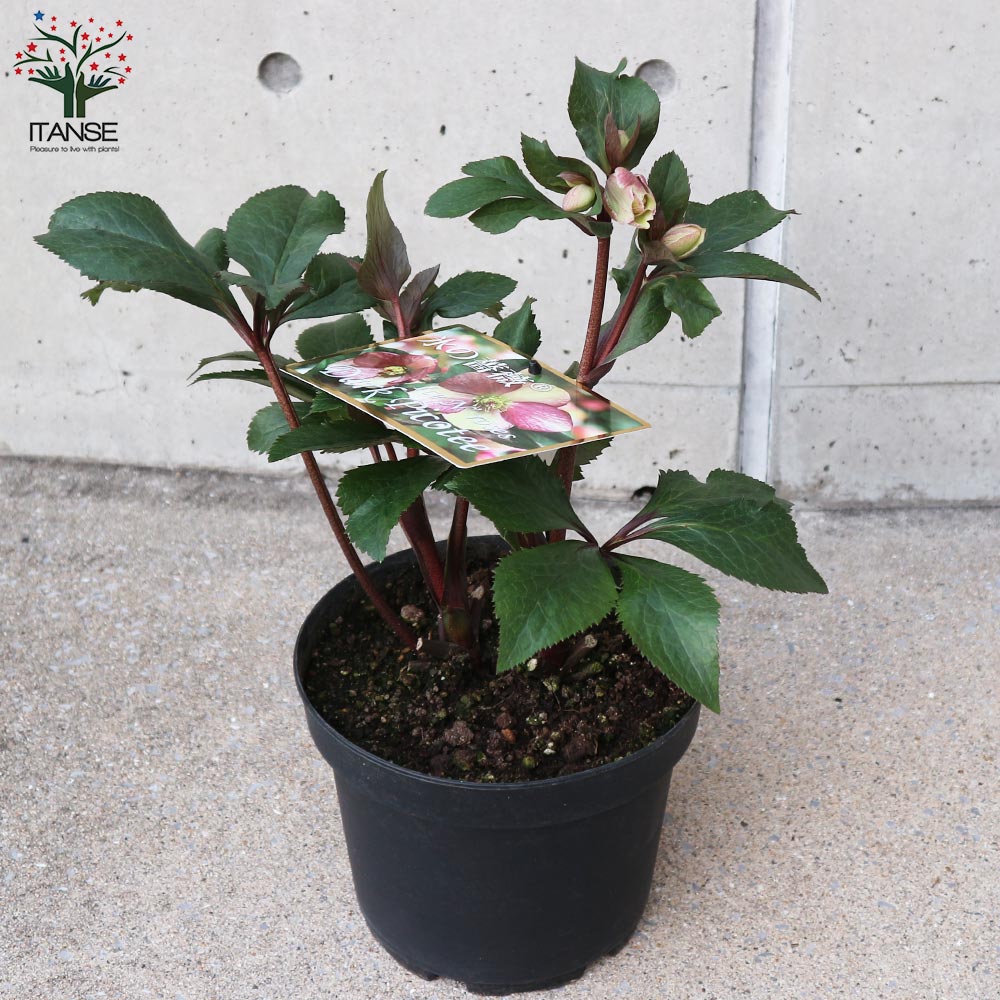 クリスマスローズ HGC IceN'roses 氷の薔薇 ダークピコティー【花苗 7号ポット大苗／1個売り】