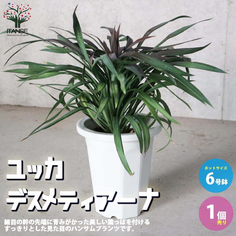 ユッカ デスメティアーナ(銀緑)【観葉植物 6号鉢 ドライガーデン／1個売り】