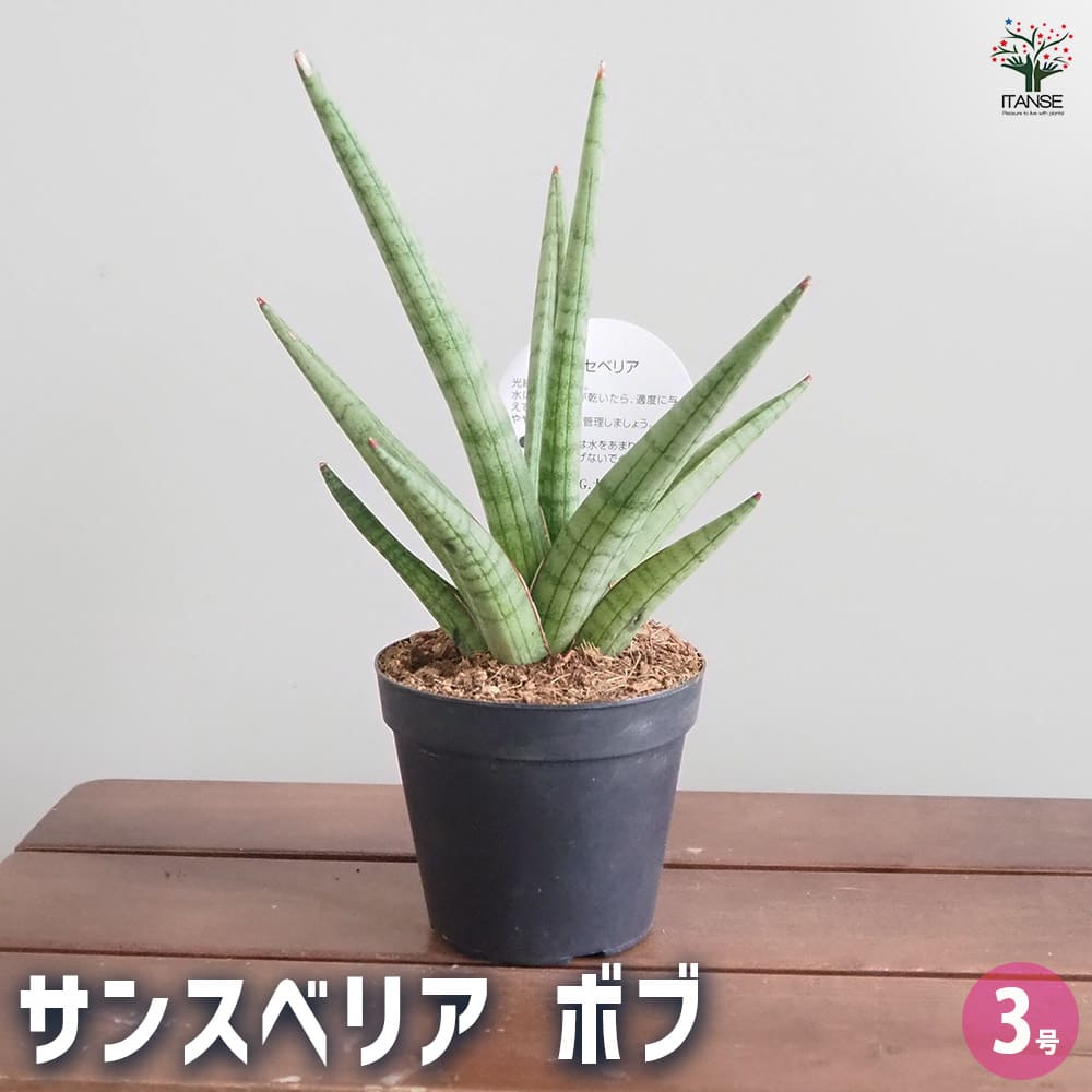 サンスベリア ボブ 【観葉植物 3号／1個売り】