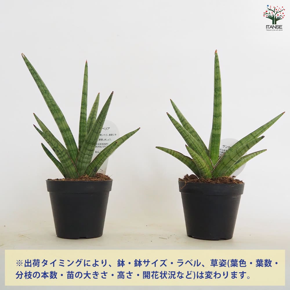 サンスベリア ボブ 【観葉植物 3号／1個売り】