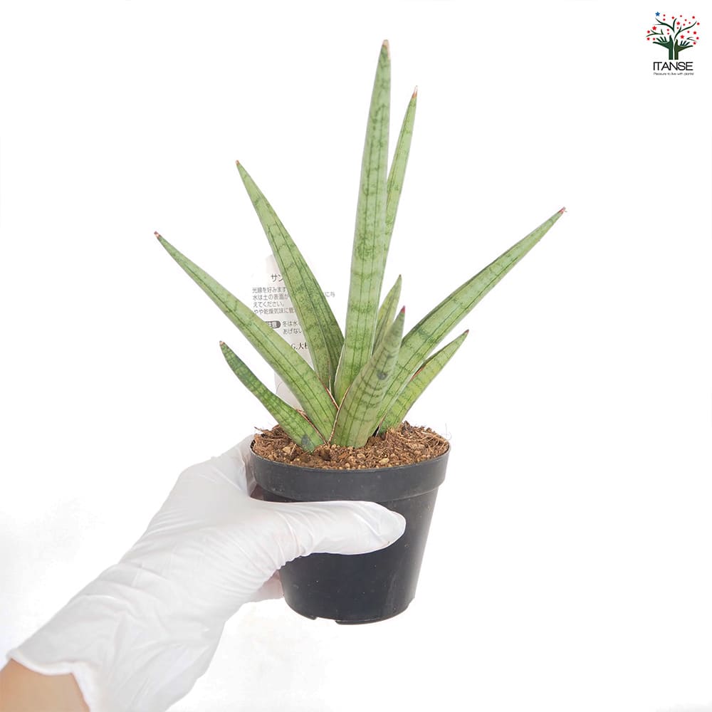 サンスベリア ボブ 【観葉植物 3号／1個売り】