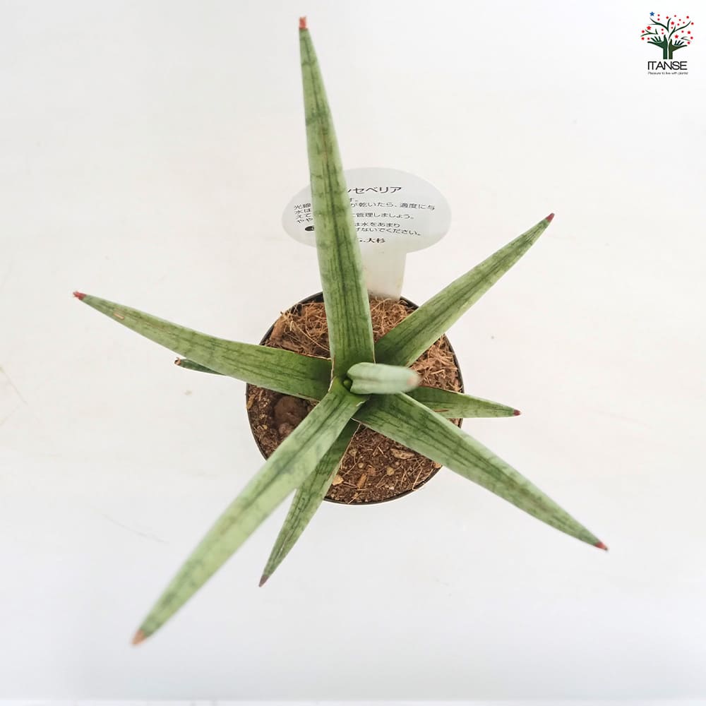 サンスベリア ボブ 【観葉植物 3号／1個売り】