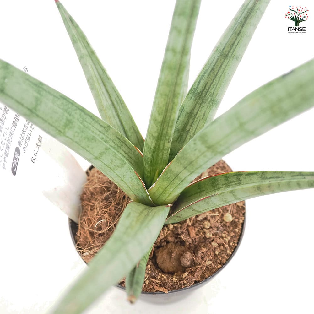 サンスベリア ボブ 【観葉植物 3号／1個売り】