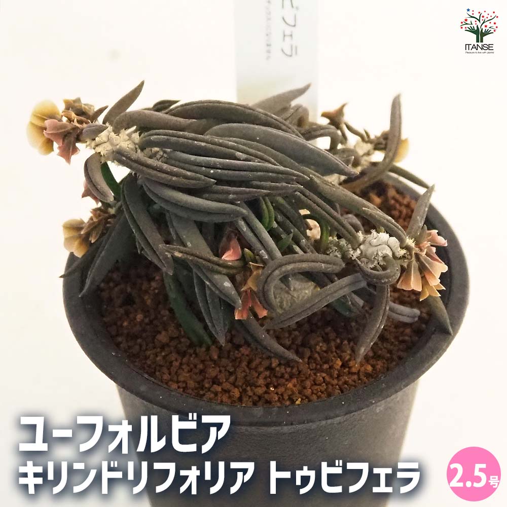 ユーフォルビア　キリンドリフォリア　トビフェラ　特大サイズ　（鉢付き） 楽天市場】ユーフォルビア・キリンドリフォリア 亜種
