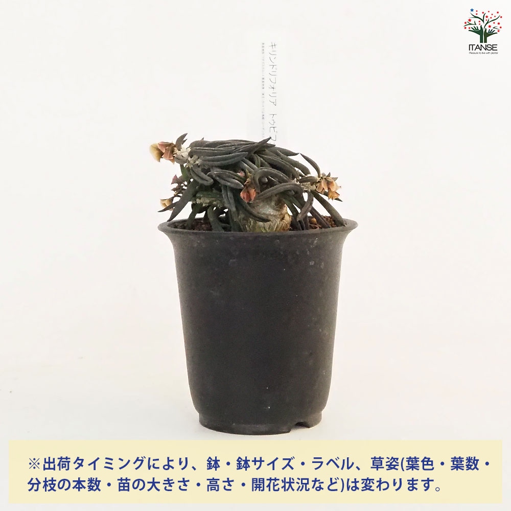 ユーフォルビア キリンドリフォリア ② ユーフォルビア キリンドリフォリアの育て方