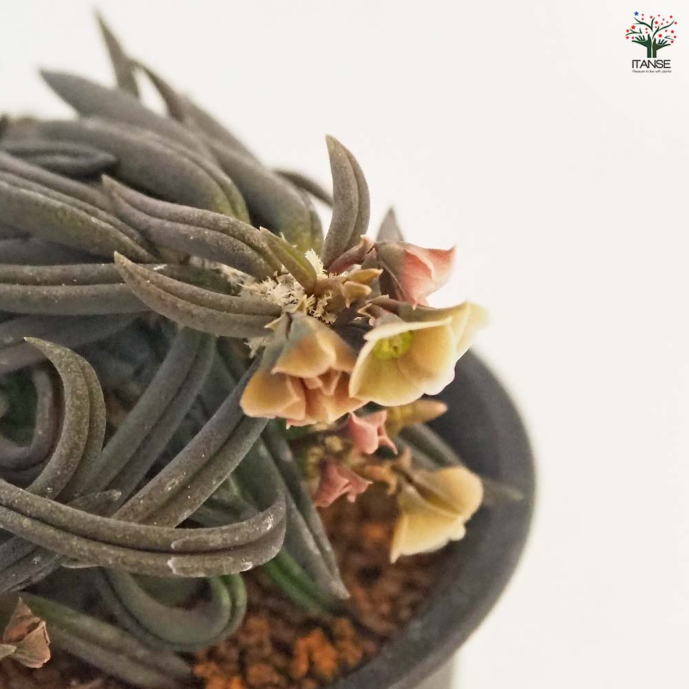 ユーフォルビア キリンドリフォリア トゥビフェラ 【多肉植物 2.5号／1