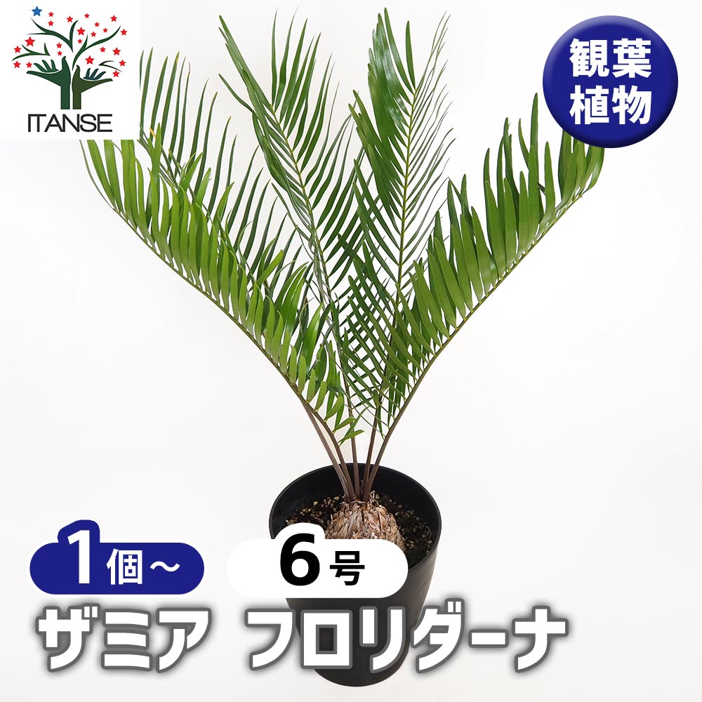 ザミア フロリダーナ ザミア フロリダーナ Zamia floridana
