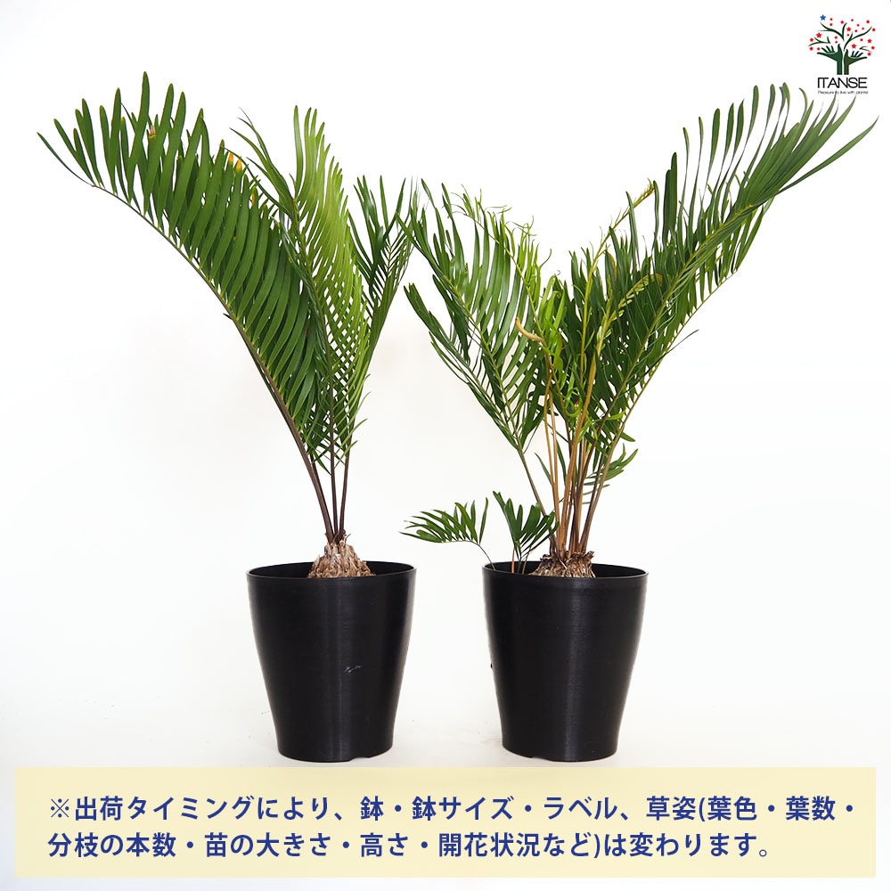 ザミア　フロリダーナ　6号鉢 ザミア フロリダーナ 【観葉植物 6号／1個売り】｜ 【植物の