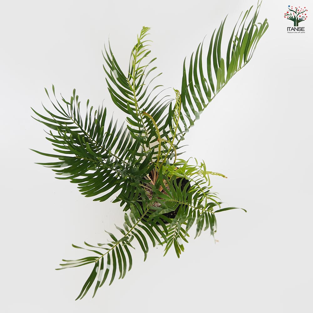 ザミア フロリダーナ 【観葉植物 6号／1個売り】｜ 【植物の