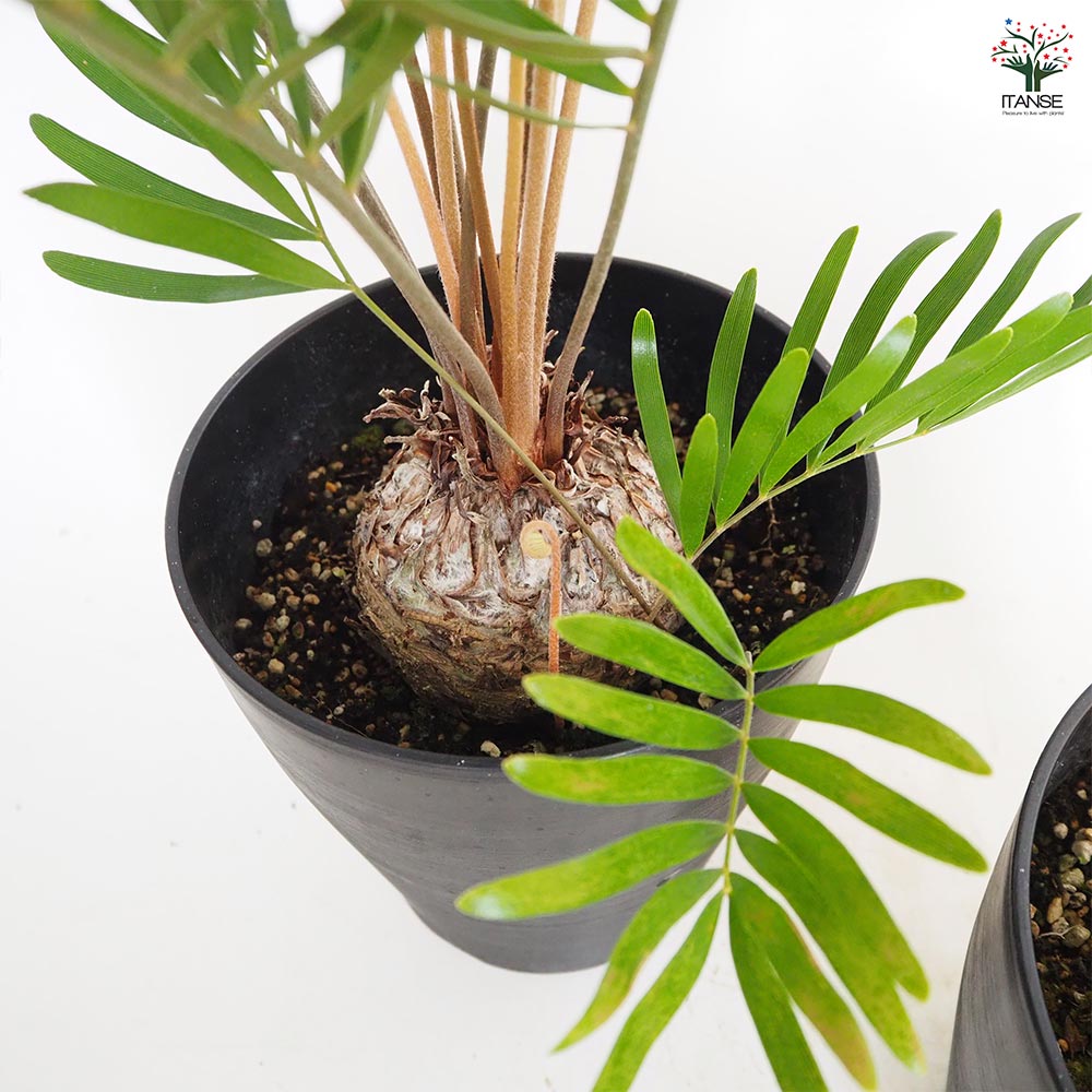 ザミア フロリダーナ 【観葉植物 6号／1個売り】｜ 【植物の