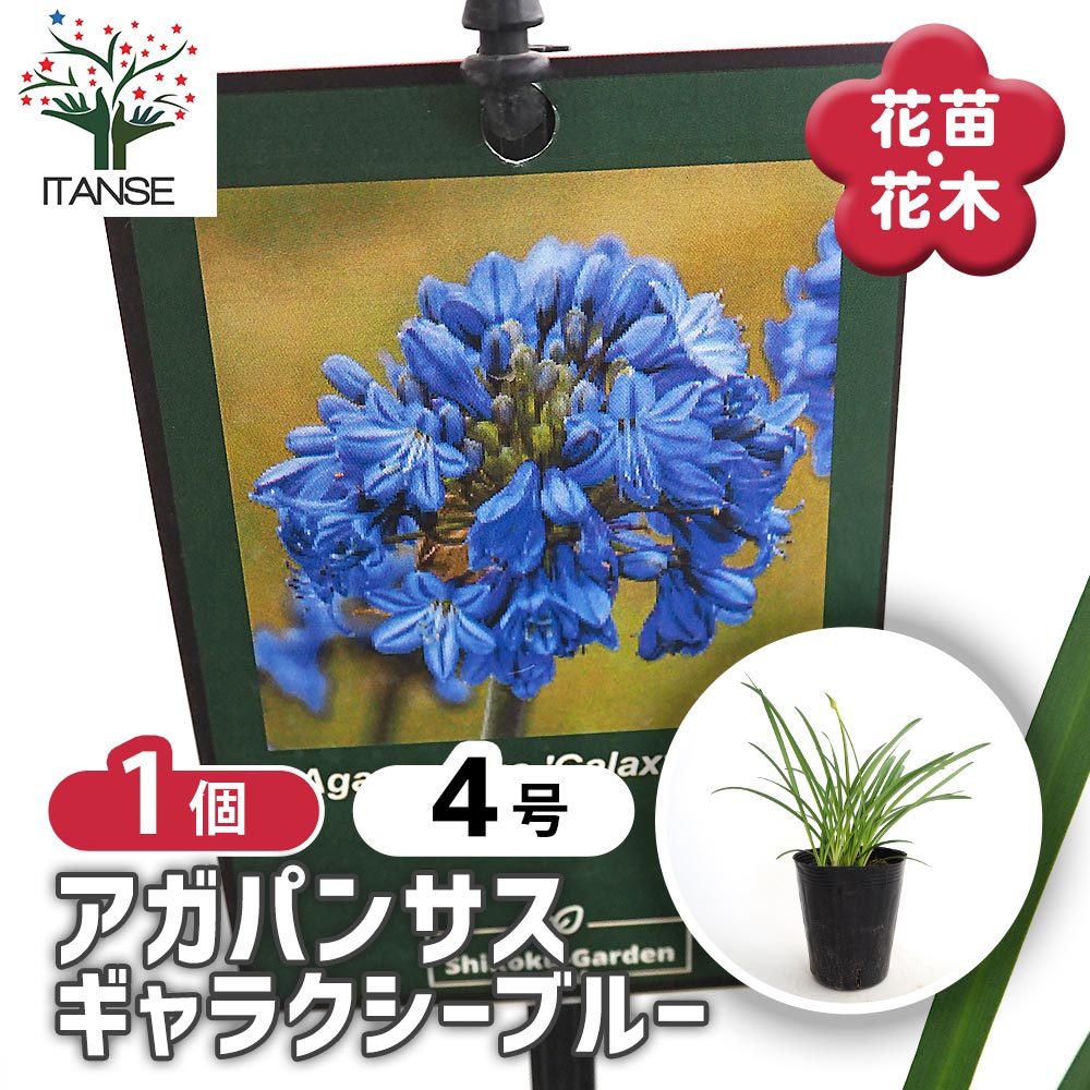 アガパンサス ギャラクシーブルー 【花苗 4号／1個売り】｜ 【植物の