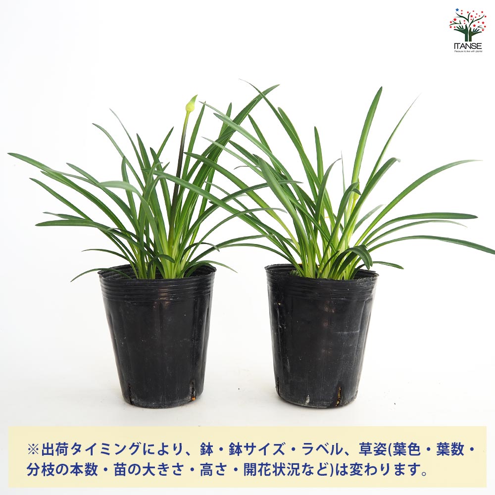 アガパンサス ギャラクシーブルー 【花苗 4号／1個売り】｜ 【植物の