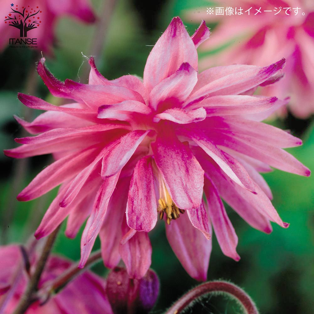 Itanse良品ｾﾚｸﾄ通販