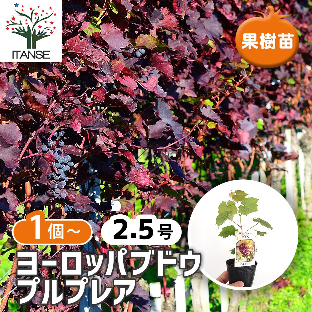 ヨーロッパブドウ プルプレア 【果樹の苗 2.5号】