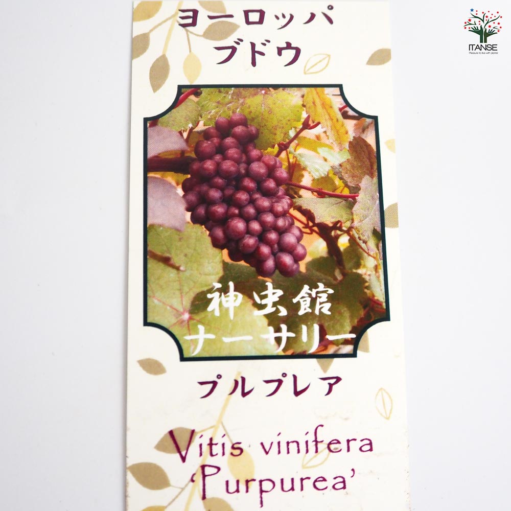 ヨーロッパブドウ プルプレア 【果樹の苗 2.5号】