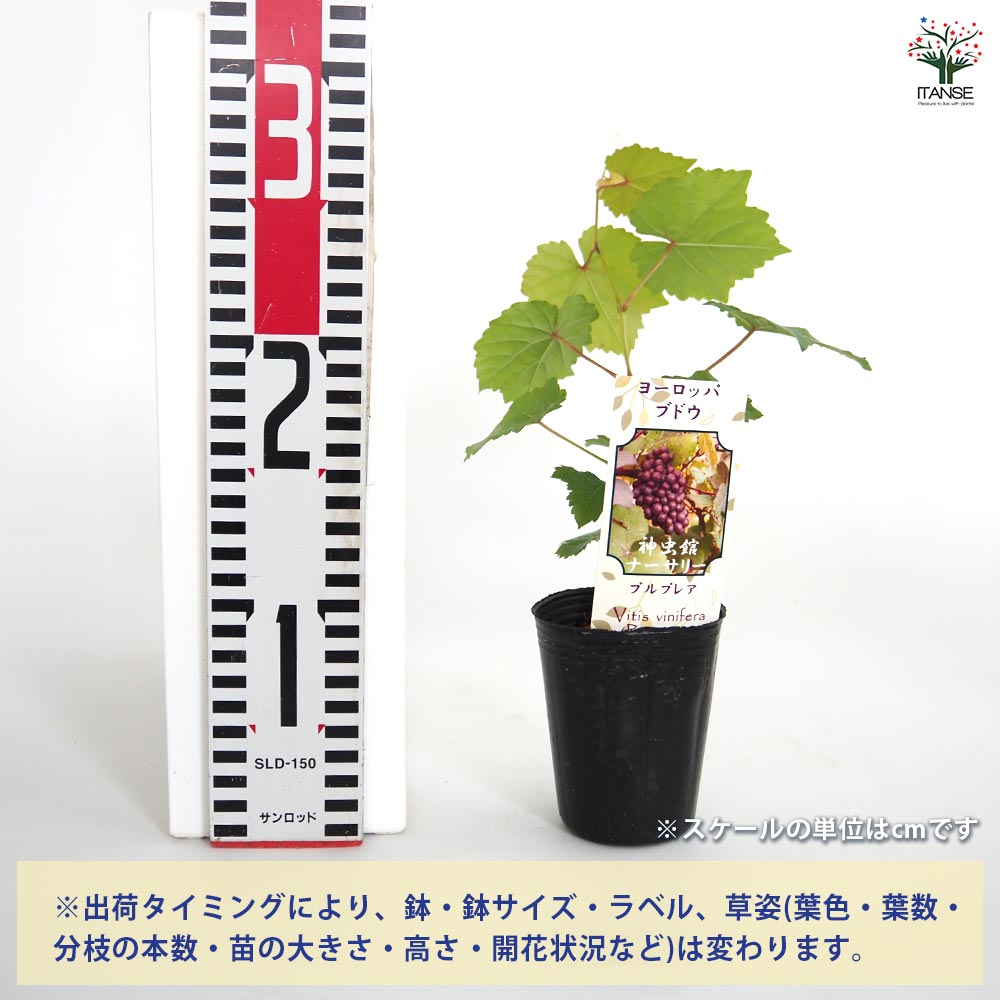 ヨーロッパブドウ プルプレア 【果樹の苗 2.5号】
