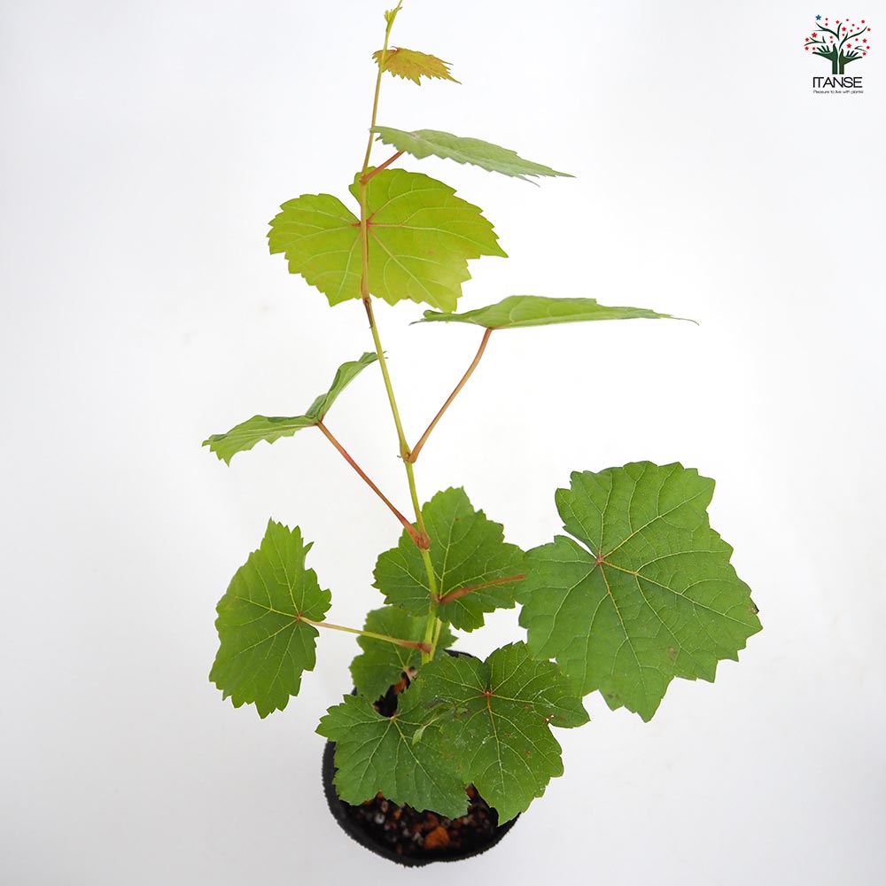 ヨーロッパブドウ プルプレア 【果樹の苗 2.5号】