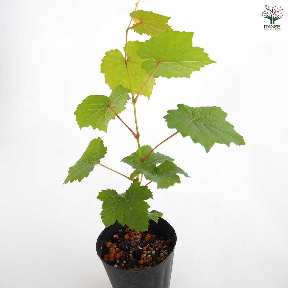 ヨーロッパブドウ プルプレア 【果樹の苗 2.5号】