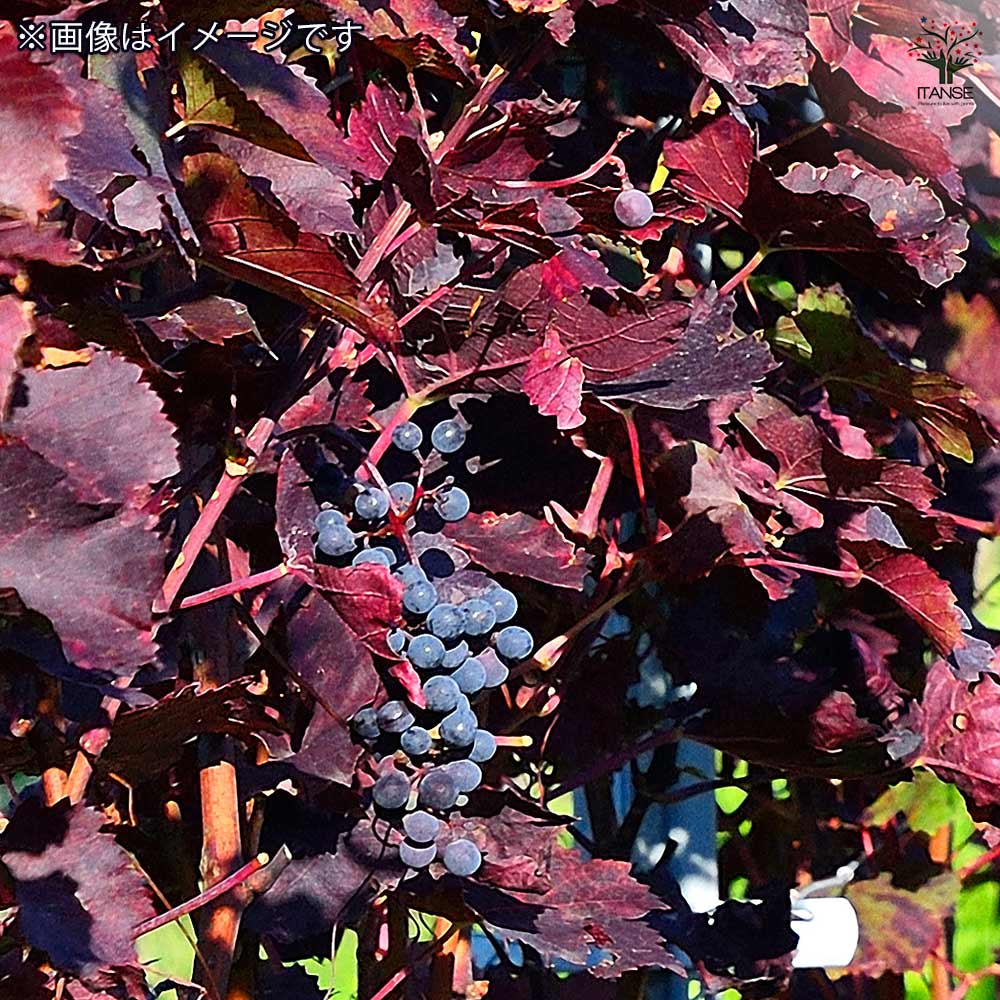 ヨーロッパブドウ プルプレア 【果樹の苗 2.5号】