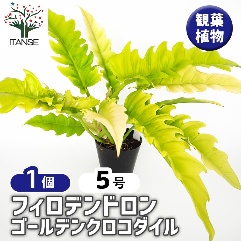 フィロデンドロン ゴールデンクロコダイル 【観葉植物 5号／1個売り