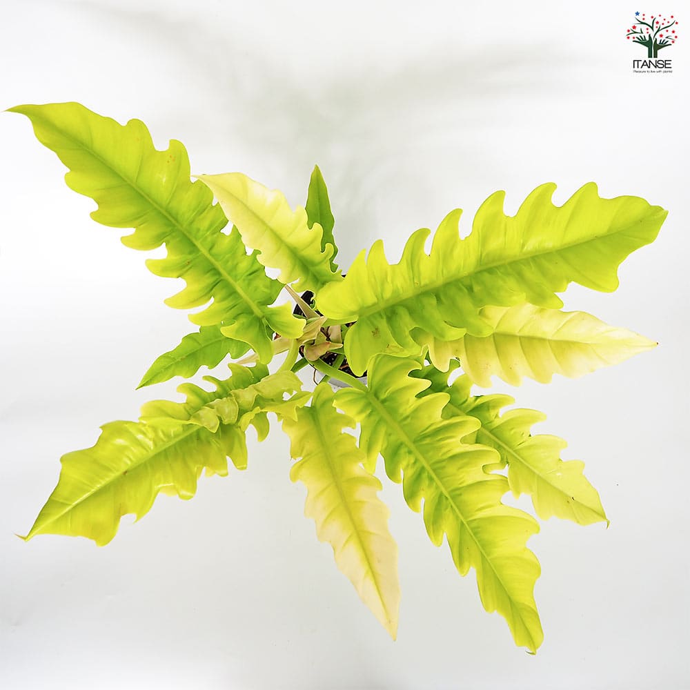 フィロデンドロン ゴールデンクロコダイル 【観葉植物 5号／1個売り