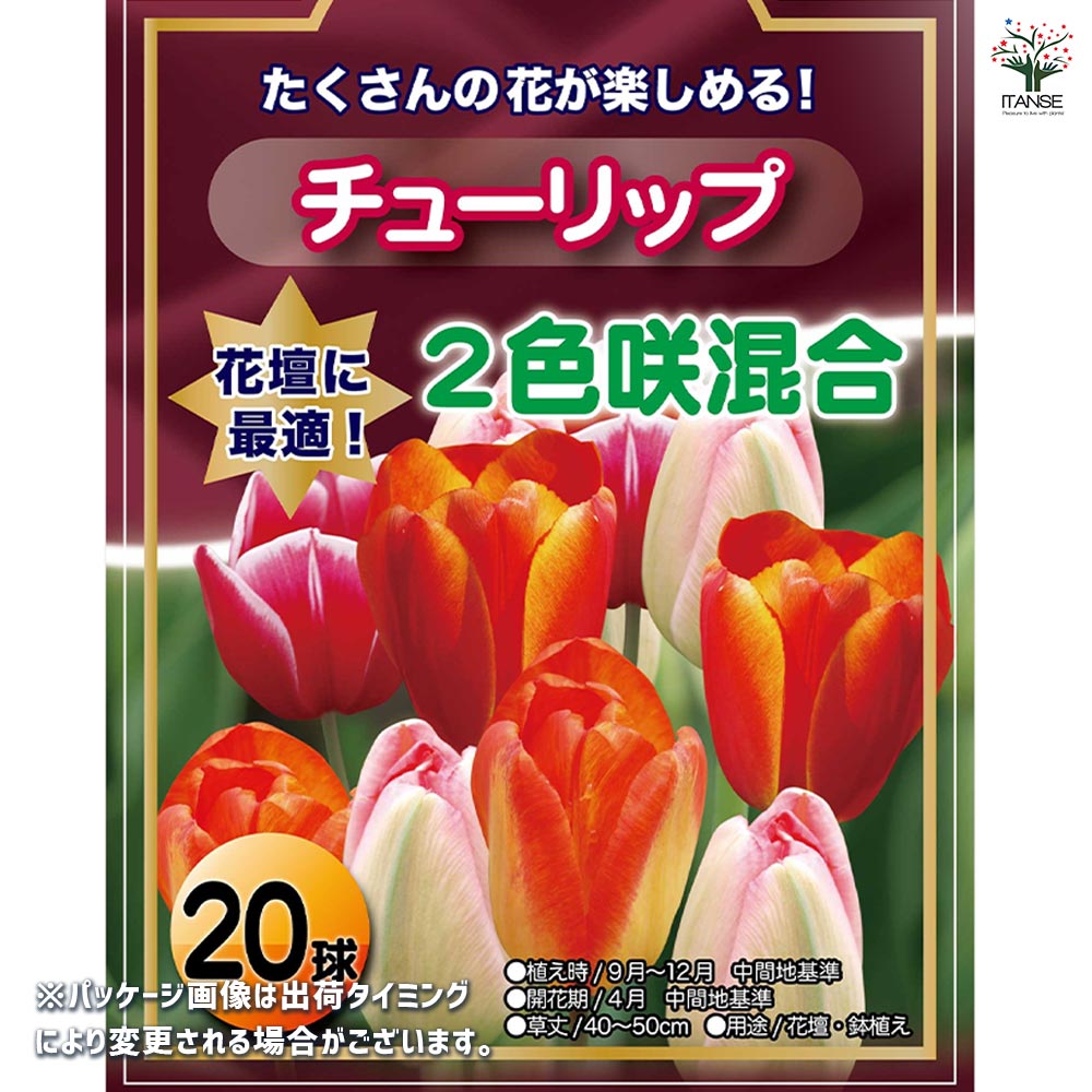 花球根 チューリップ 袋詰め 二色咲き混合 【花球根 20球】