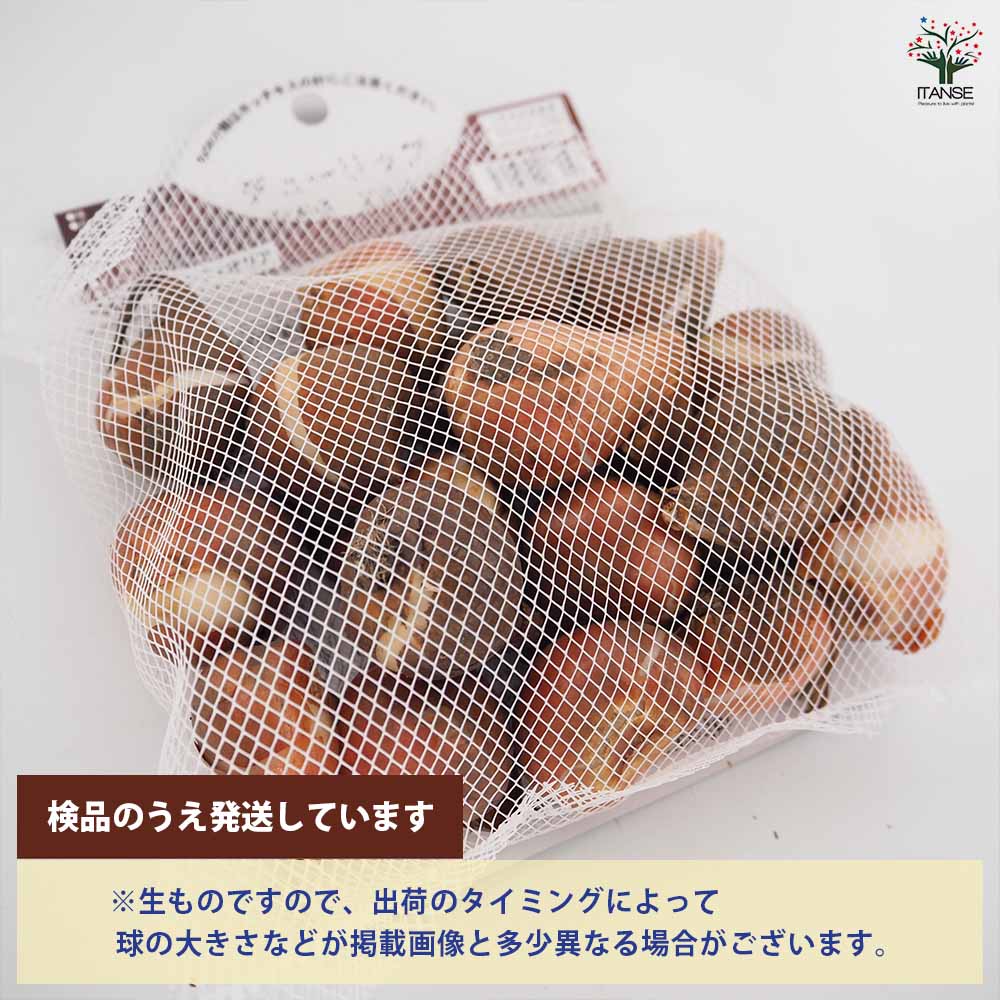 花球根 チューリップ 袋詰め 二色咲き混合 【花球根 20球】