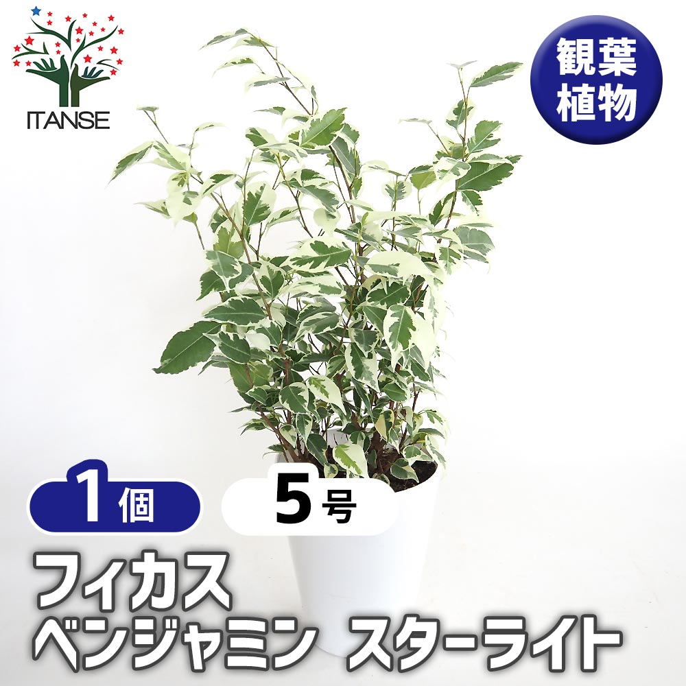 フィカス ベンジャミン スターライト 【観葉植物 5号／1個売り】