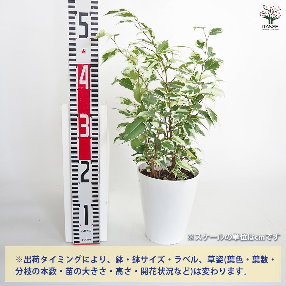 フィカス ベンジャミン スターライト 【観葉植物 5号／1個売り】