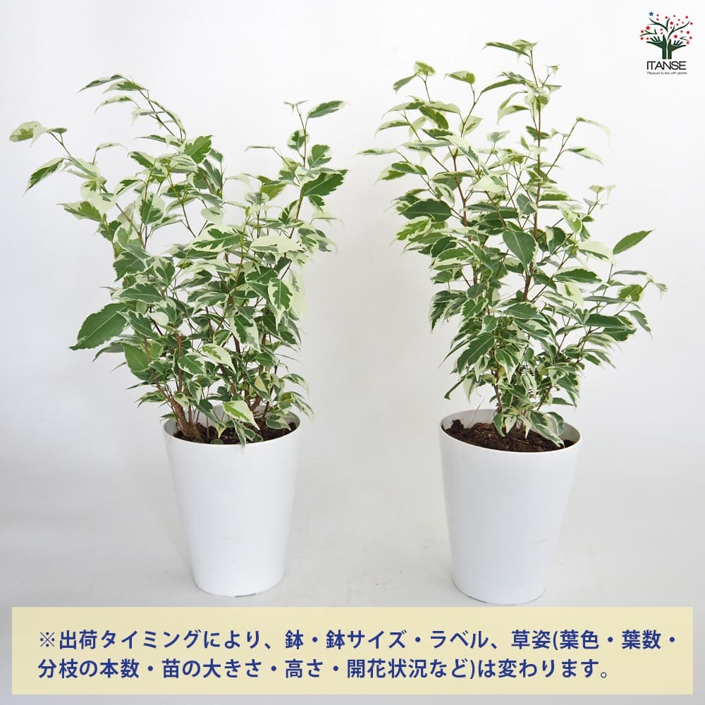 フィカス ベンジャミン スターライト 【観葉植物 5号／1個売り】