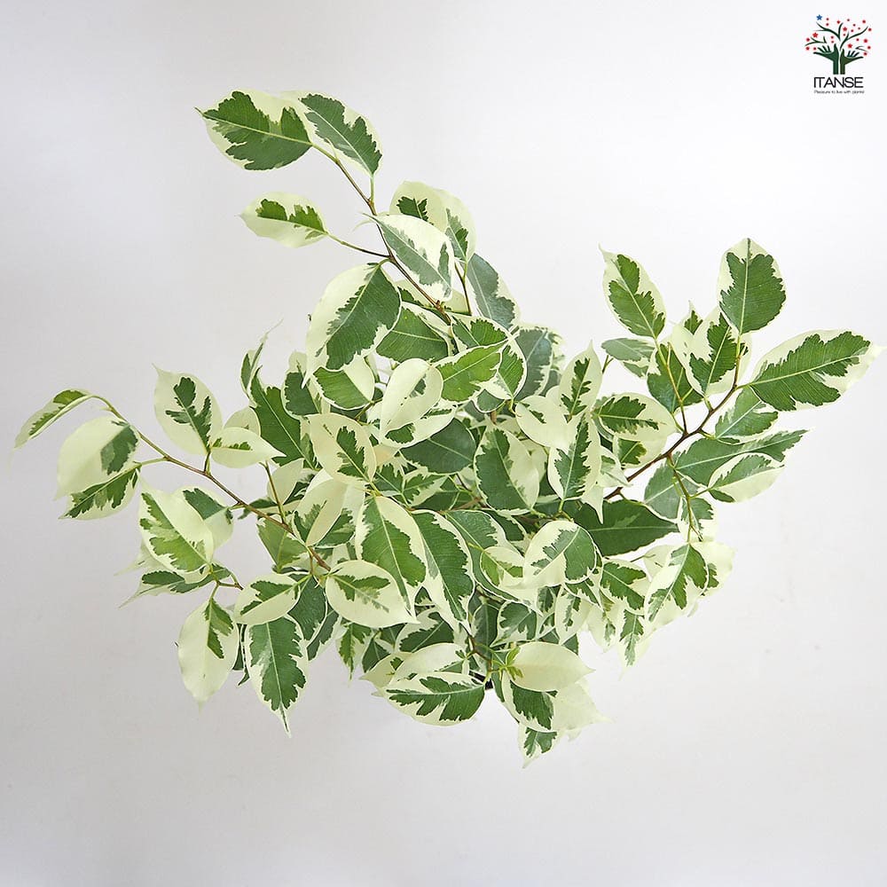 フィカス ベンジャミン スターライト 【観葉植物 5号／1個売り】