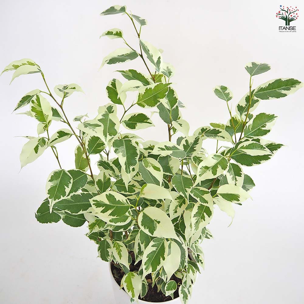 フィカス ベンジャミン スターライト 【観葉植物 5号／1個売り】