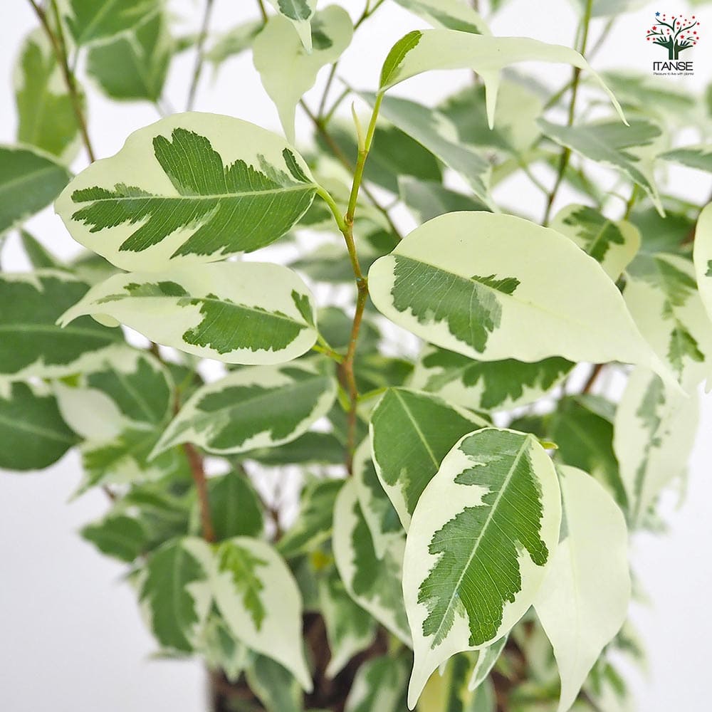 フィカス ベンジャミン スターライト 【観葉植物 5号／1個売り】