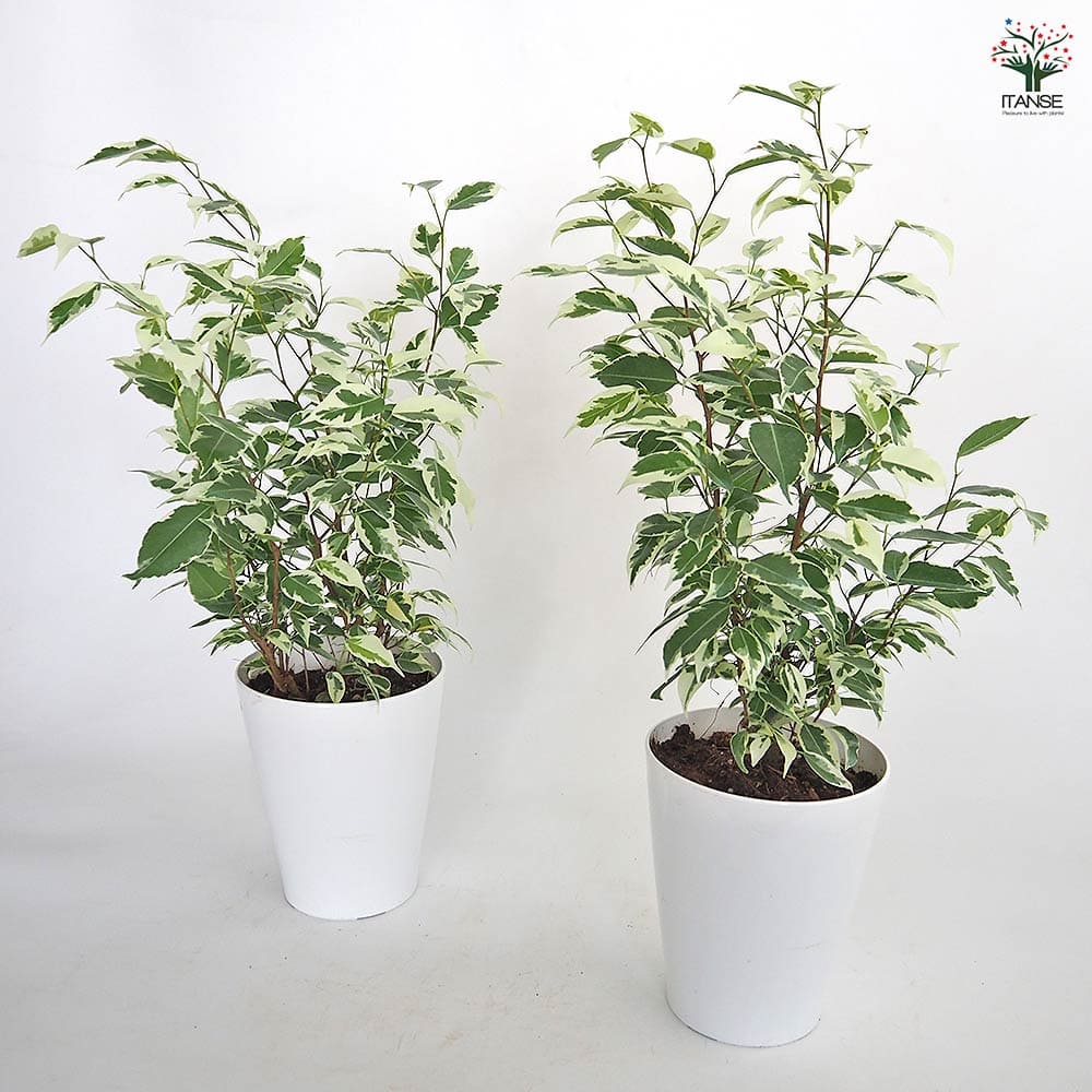 フィカス ベンジャミン スターライト 【観葉植物 5号／1個売り】