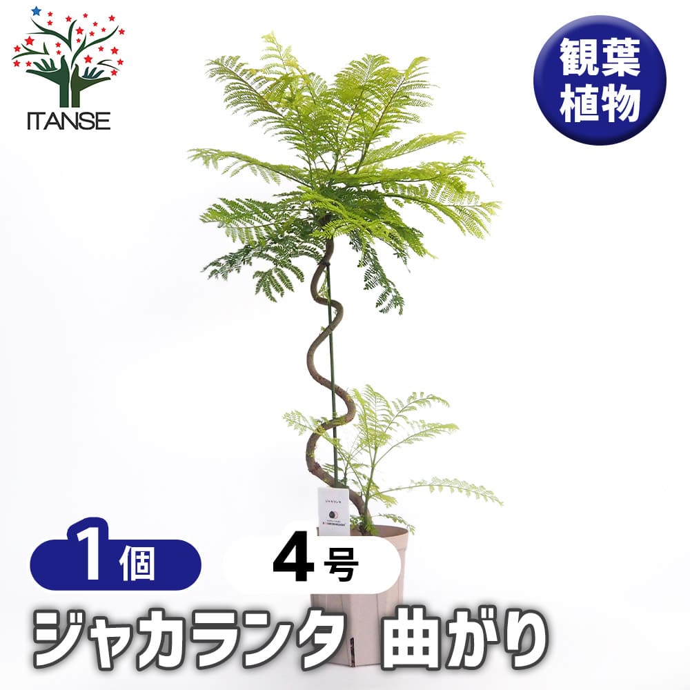 ジャカランダ 幹曲がり ジャカランダ(ジャカランタ) 曲がり 【花木苗 4号／1個売り】｜ 【植物