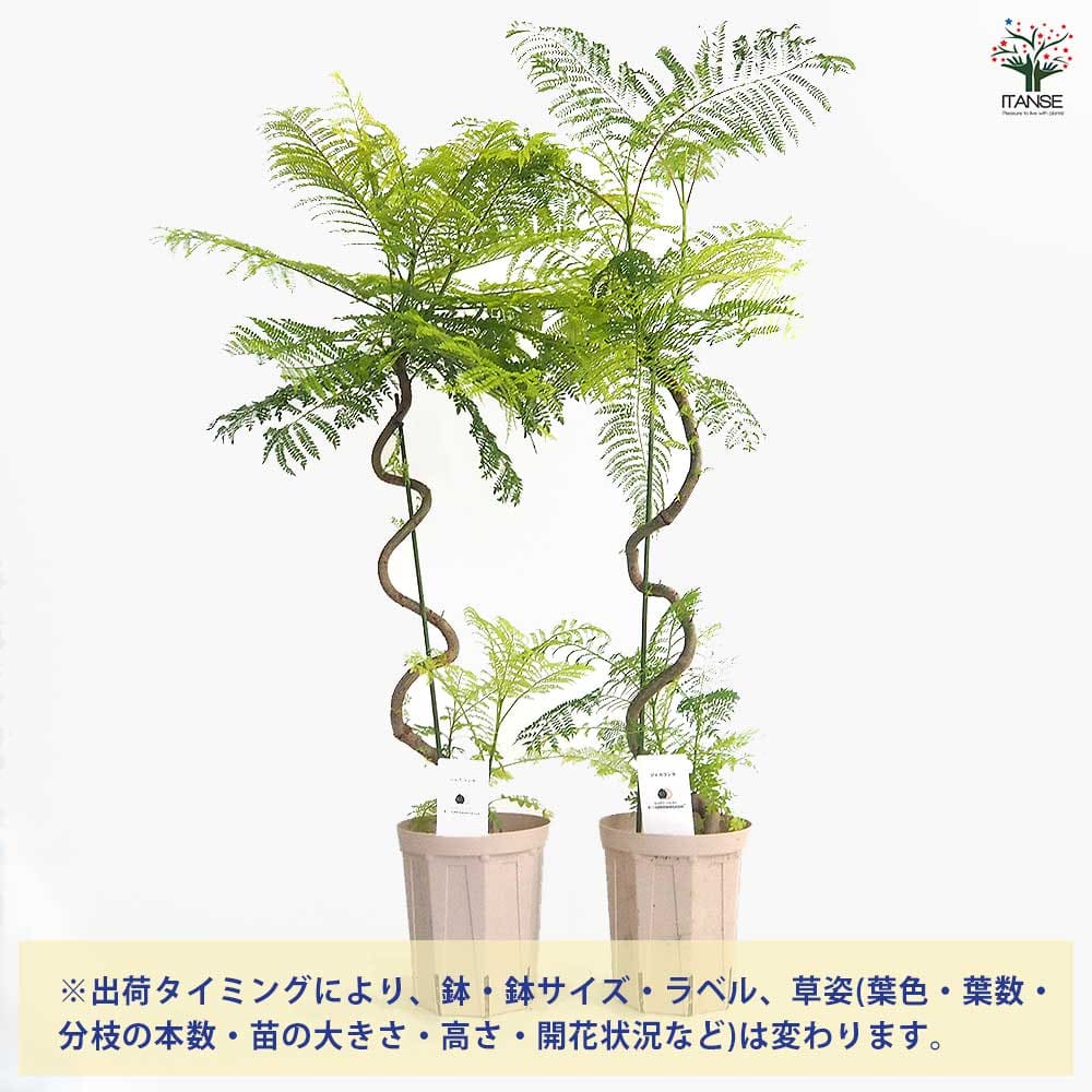 ジャカランダ(ジャカランタ) 曲がり 【花木苗 4号／1個売り】｜ 【植物