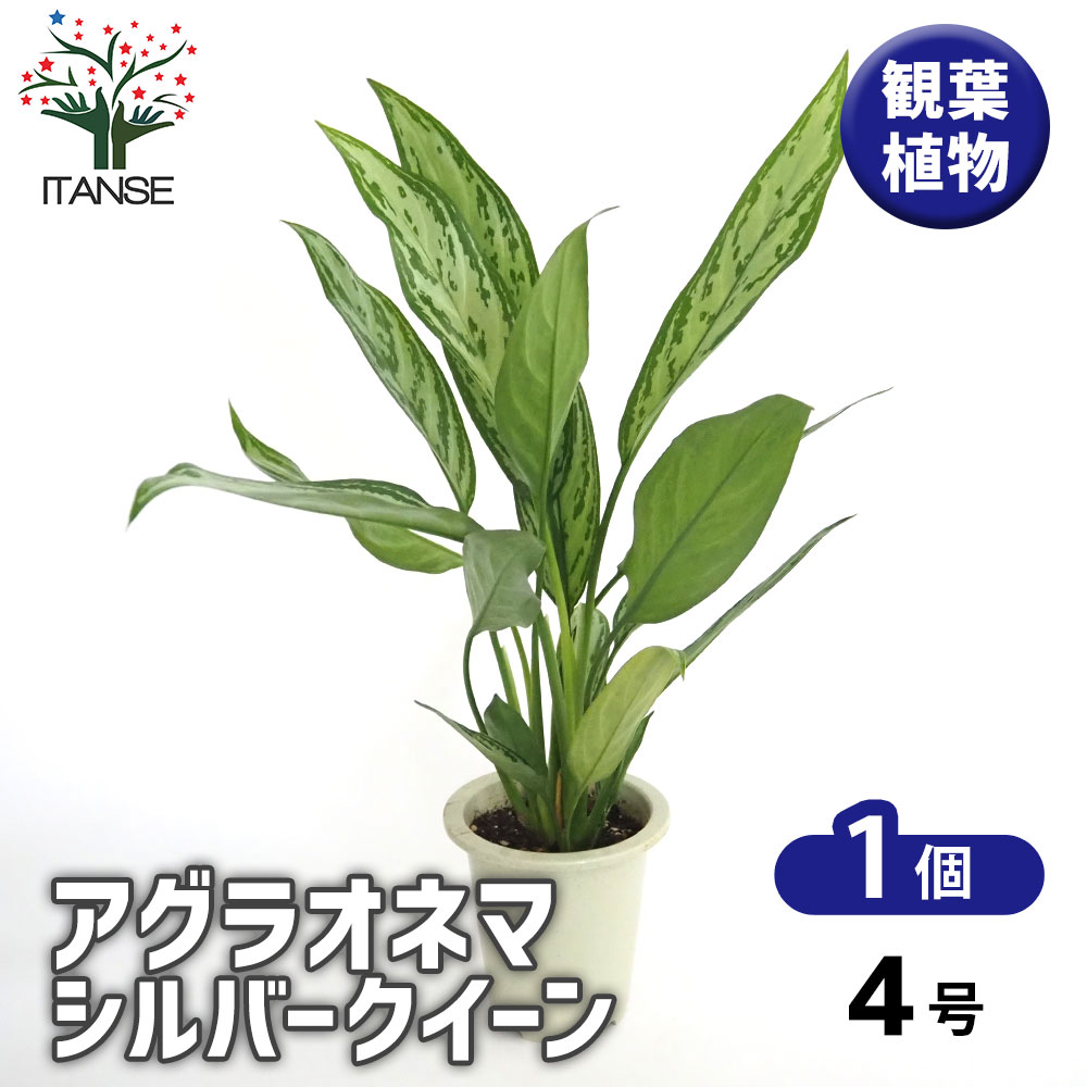 アグラオネマ シルバークイーン 【観葉植物 4号／1個売り】｜ 【植物の