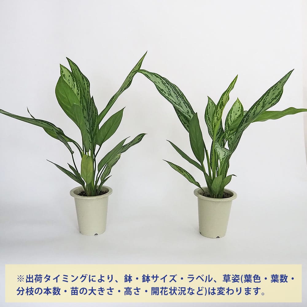 アグラオネマ シルバークイーン 【観葉植物 4号／1個売り】｜ 【植物の