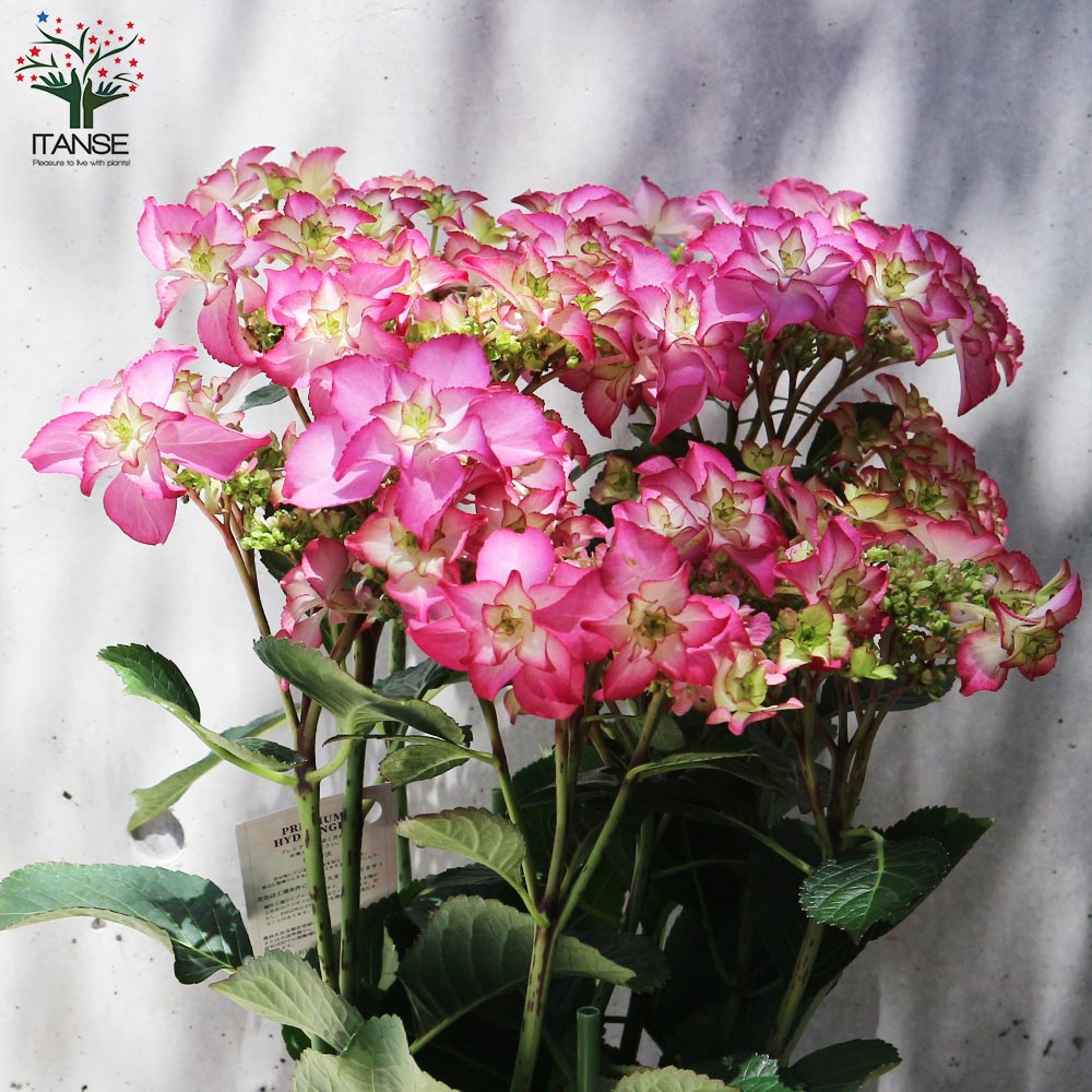 アジサイ カサノバレッド【花苗5号鉢／1個売り】｜ 【植物の