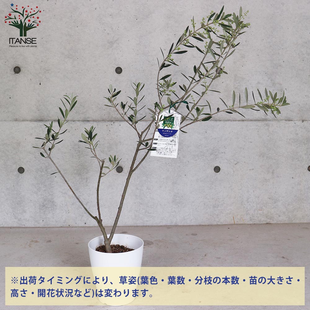 ブルーベリー苗 42本セット(6品種×7本)