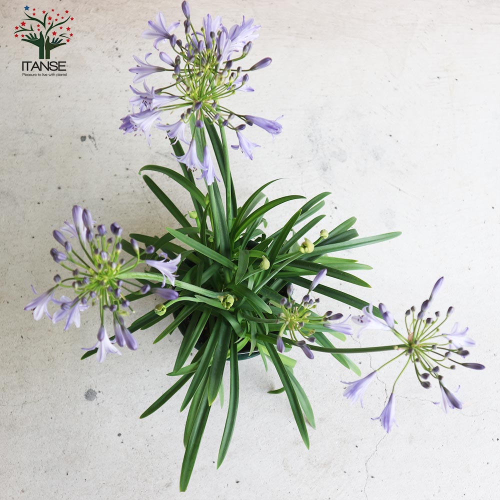 Itanse良品ｾﾚｸﾄ通販